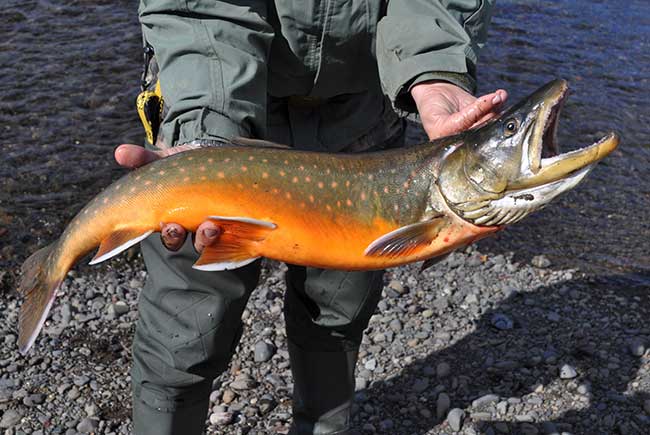 Arctic Char Adventures